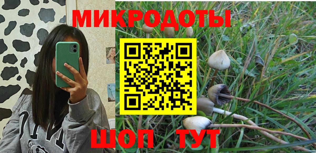 Галлюциногенные грибы Psilocybe Озёрск